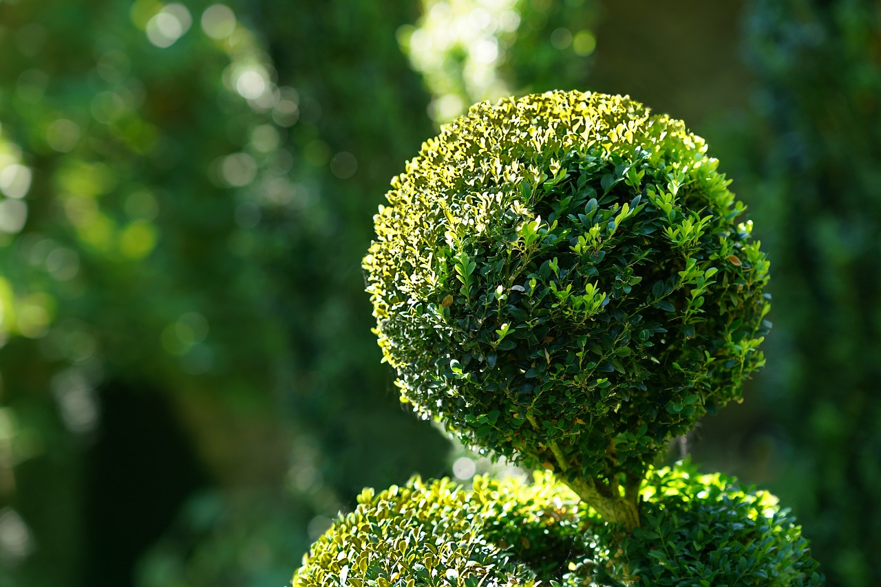 Kotai Jardinagem portfolio 6