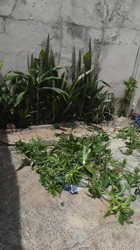 Ltegservicos jardinagem portfolio 4